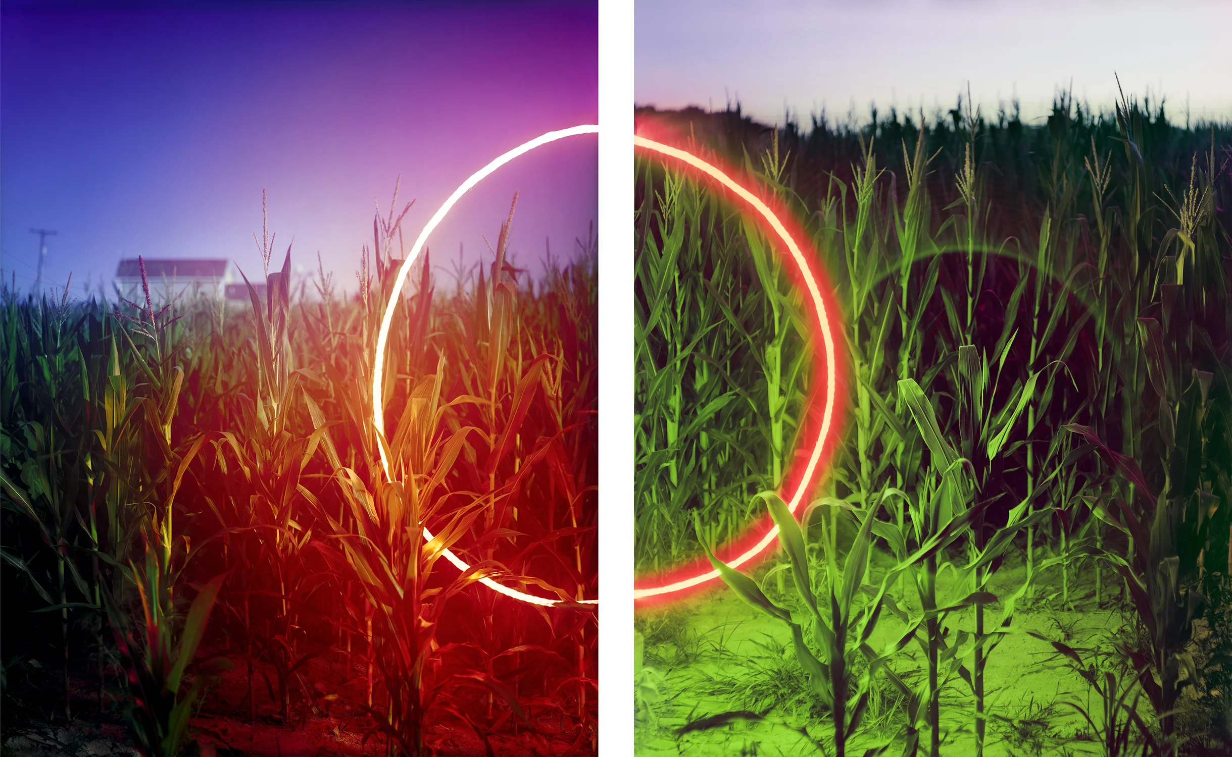 Cornfield, Sirna’s Farm