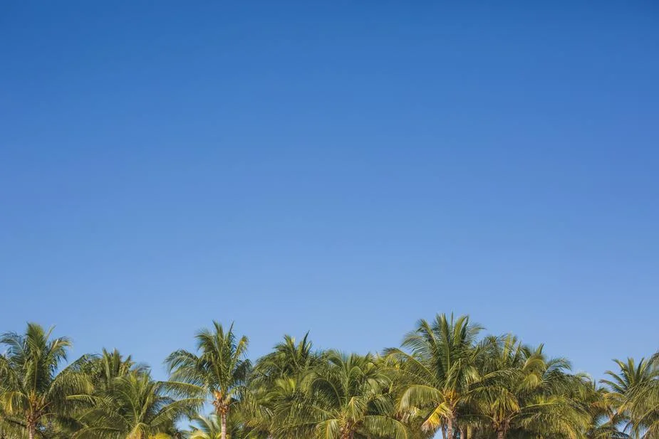 palm-trees-under-blue-sky_925x.jpg