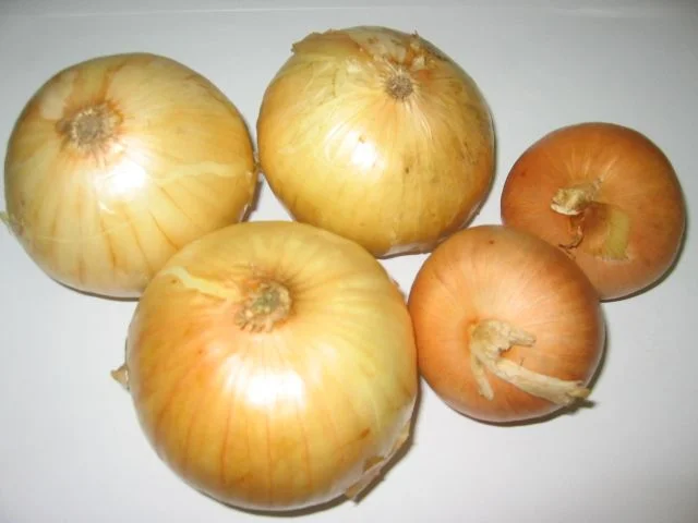 WGS Onions Test Same grow time WGS Vegetable Left.jpg