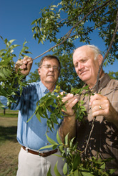ARS scientists in Weslaco, Texas, are developing new methods to increase yields and organically manage pecan trees. Here, soil scientist Joe Bradford (left) and Danny Phillips, a retired Hamilton County, Texas, Extension agent, inspect pecans from the 2008 crop in the organic study orchard, which is expected to greatly outyield the conventional orchard.