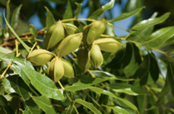 Midseason organic pecan clusters indicating disease-free leaves and nuts and little insect damage.
