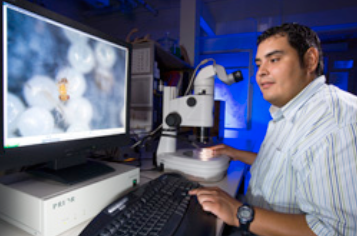 Using a dissecting microscope, biological science aid Jay Alejandro views tiny Trichogramma wasps parasitizing insect eggs. Wasps are released into the organic pecan orchard biweekly to control the pests.