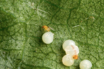 Using a dissecting microscope, biological science aid Jay Alejandro views tiny Trichogramma wasps parasitizing insect eggs. Wasps are released into the organic pecan orchard biweekly to control the pests.
