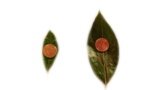 Blueberries with and without WGS copy.jpg