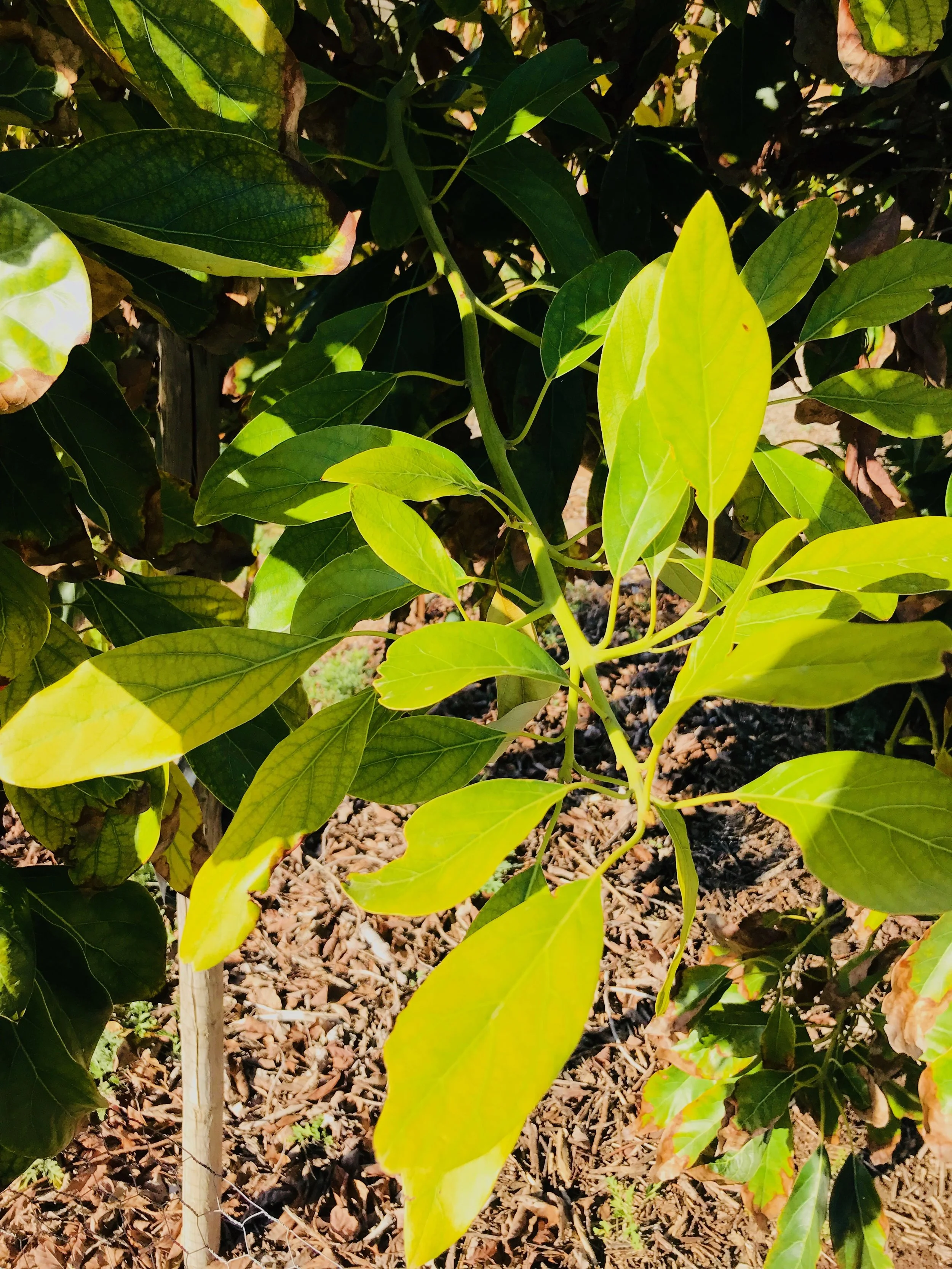 New Leaves Same Water 30 Days Later.jpeg