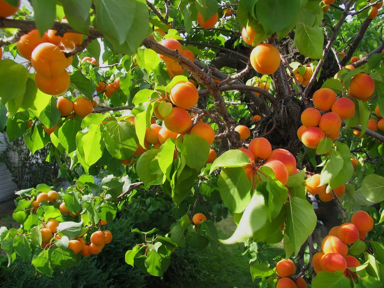 Increased abundance and brix (sweetness)