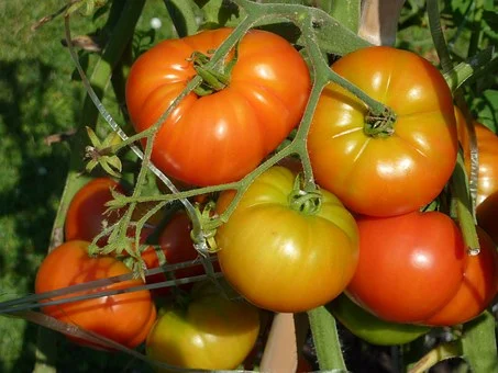 Heritage Tomatoes.jpg