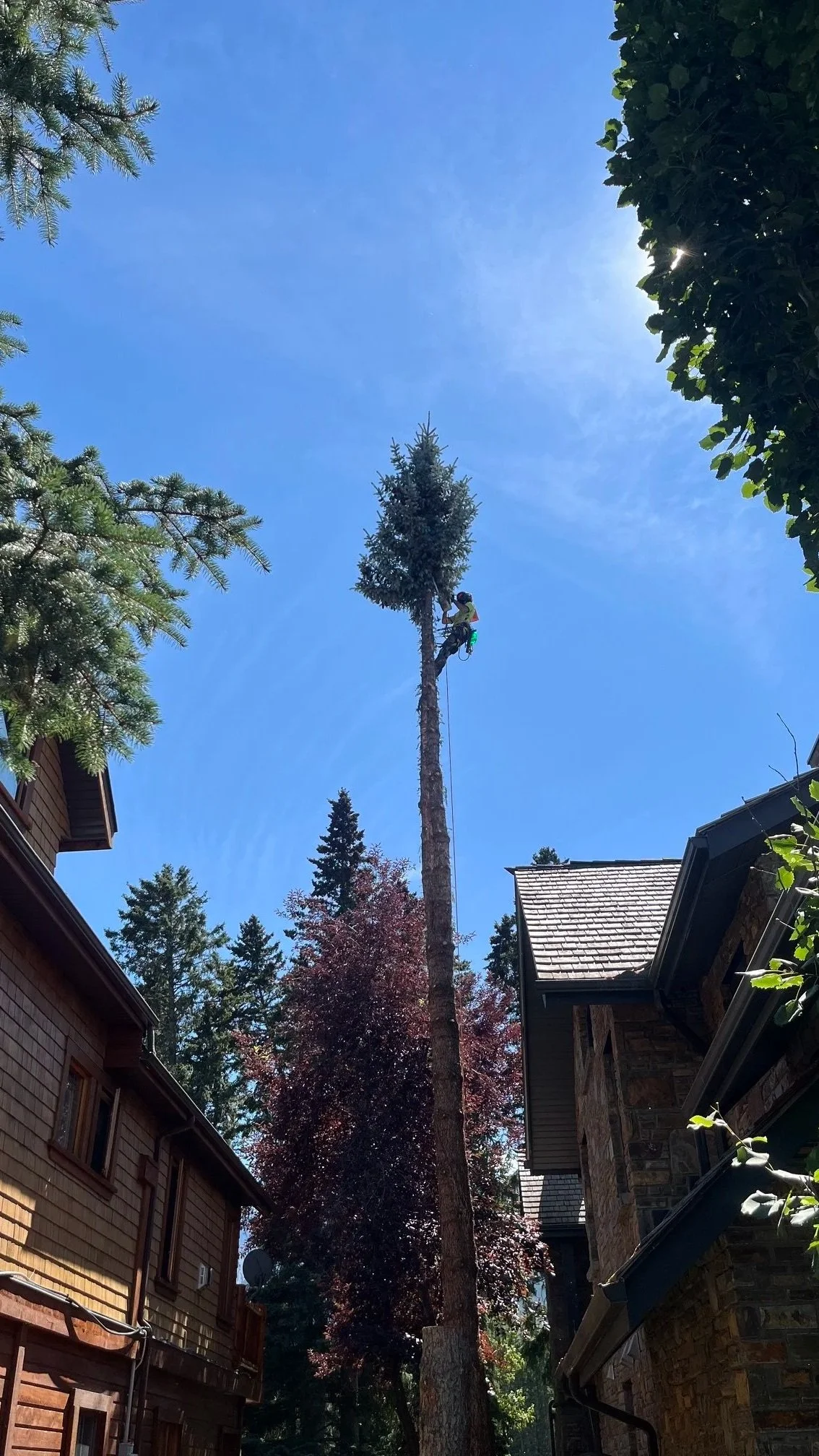 A person working on trimming or cutting a tall tree in a backyard during the daytime. The sky is clear and blue, with surrounding houses, trees, and foliage visible.