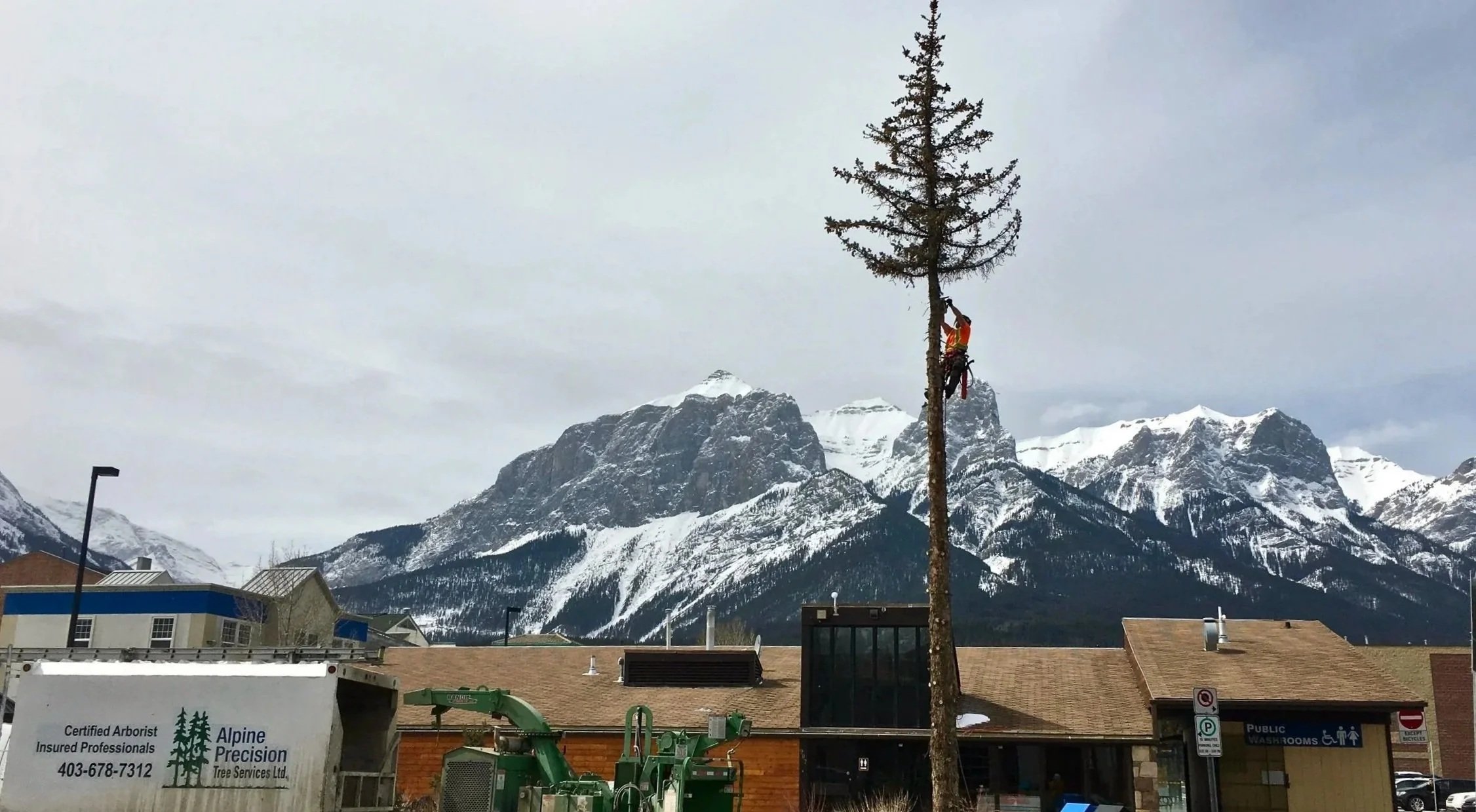 Certified arborist climbing a tree in Canmore, Alberta