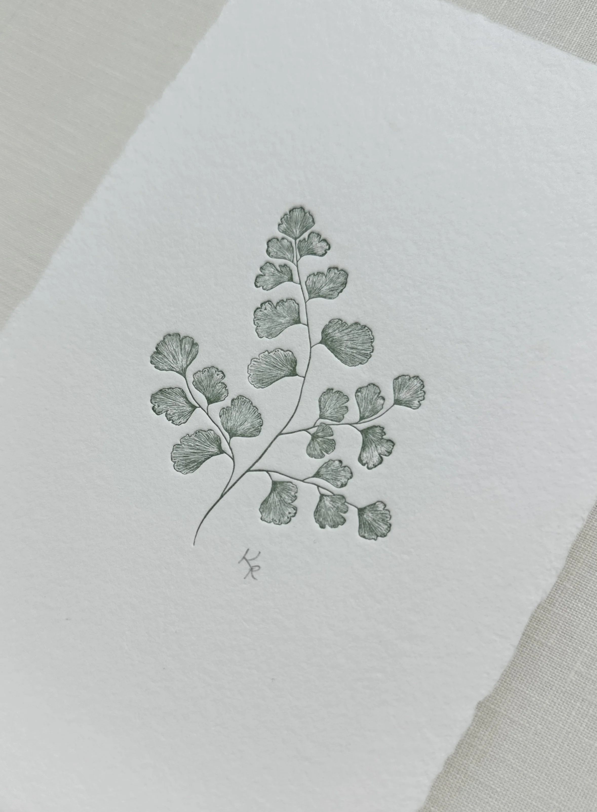 Maidenhair Fern - Sage Ink