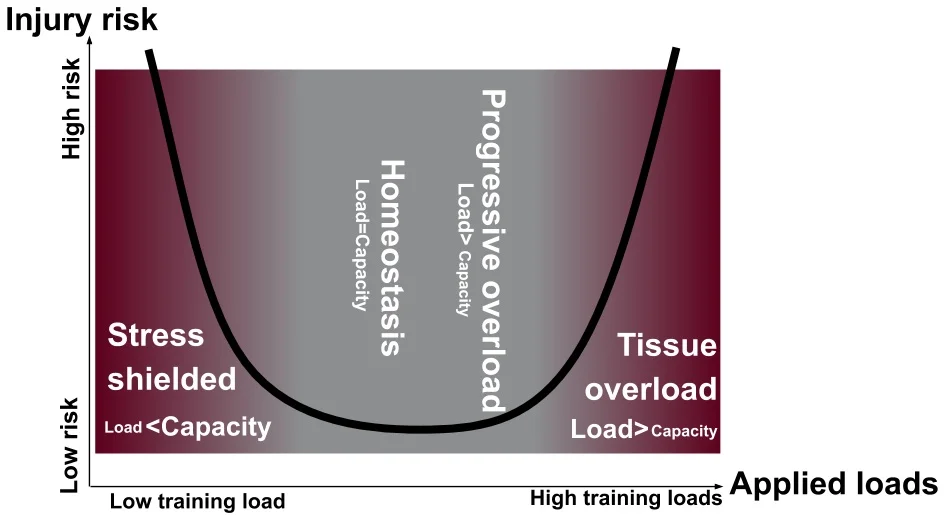 Figure 1: Tissue homeostasis model, as per Dye 2005 and recently updated by Gabbett 2016. Key points: A) The runner will not be able to return to running without progressive overload to restore the envelope of function; B) Stress shielding the injured runner will increase the risk of re-injury as much as tissue overload.