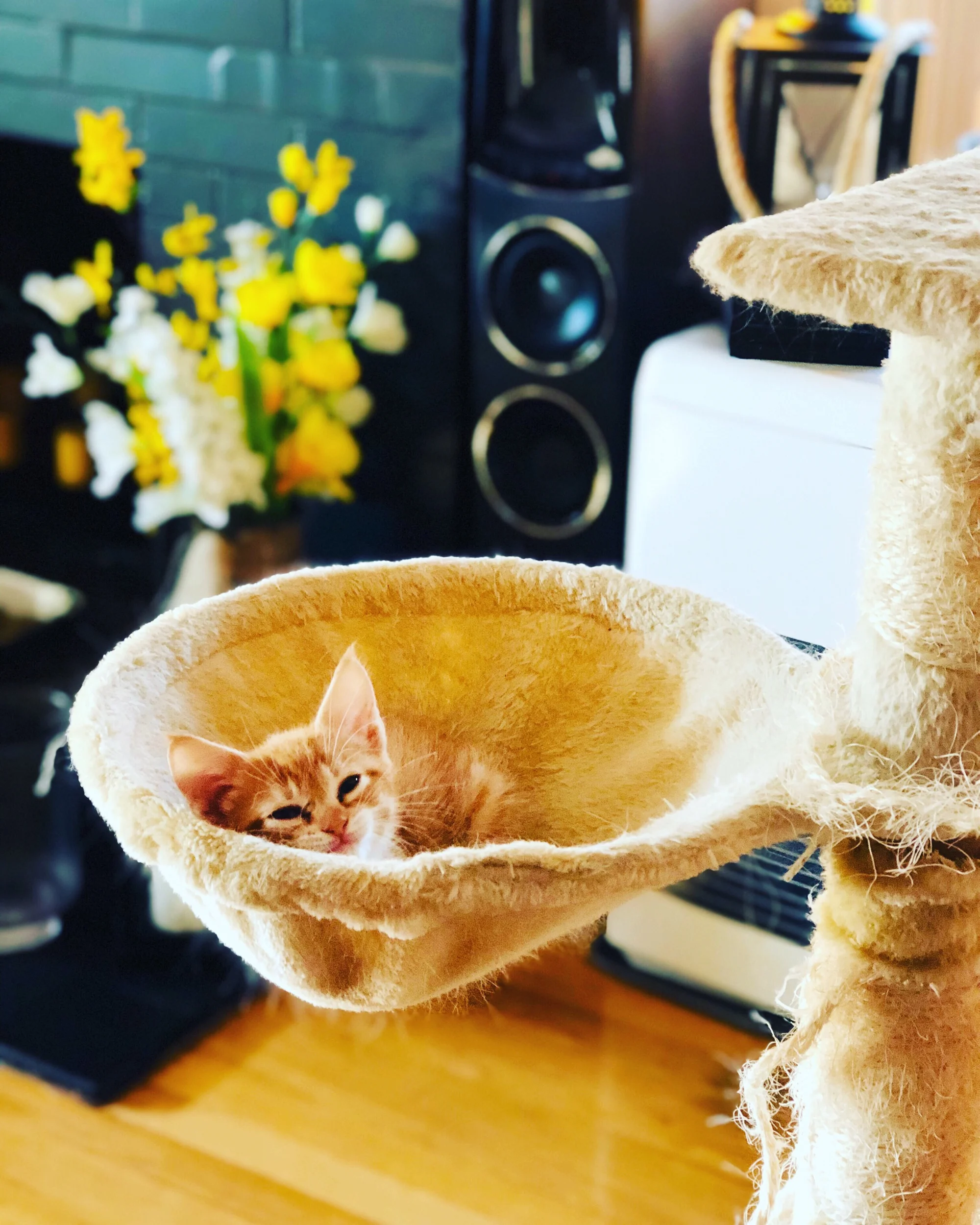 training your kitten