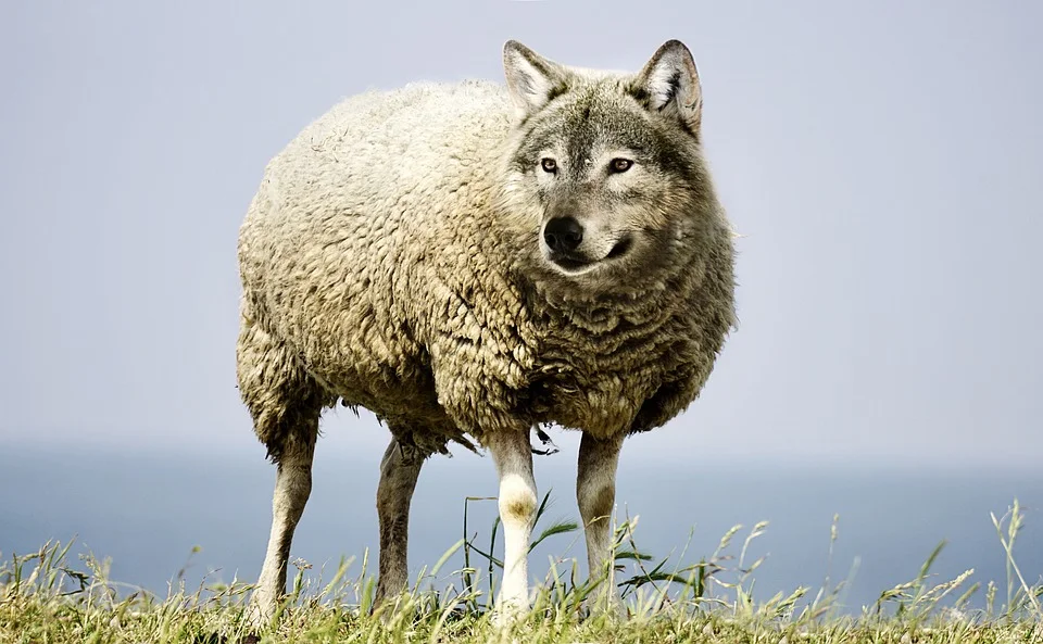 wolf sheep.jpg