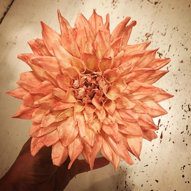 Another big beautiful #sugardahlia ! I&rsquo;m becoming obsessed with these gorgeous blooms which can grow to the size of a dinner plate. This one is more luncheon size 🤣
I&rsquo;m inspired all the time by the amazing dahlias of @floretflower - givi