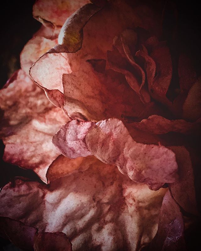 Wafer Paper Petals &ldquo;Tonight I miss you like the sky misses his moon; a delicate epiphany growing on grass. I serenade the breeze into dancing a cha cha cha; the mountains echo in the background. September sky never looked more charming; or the 