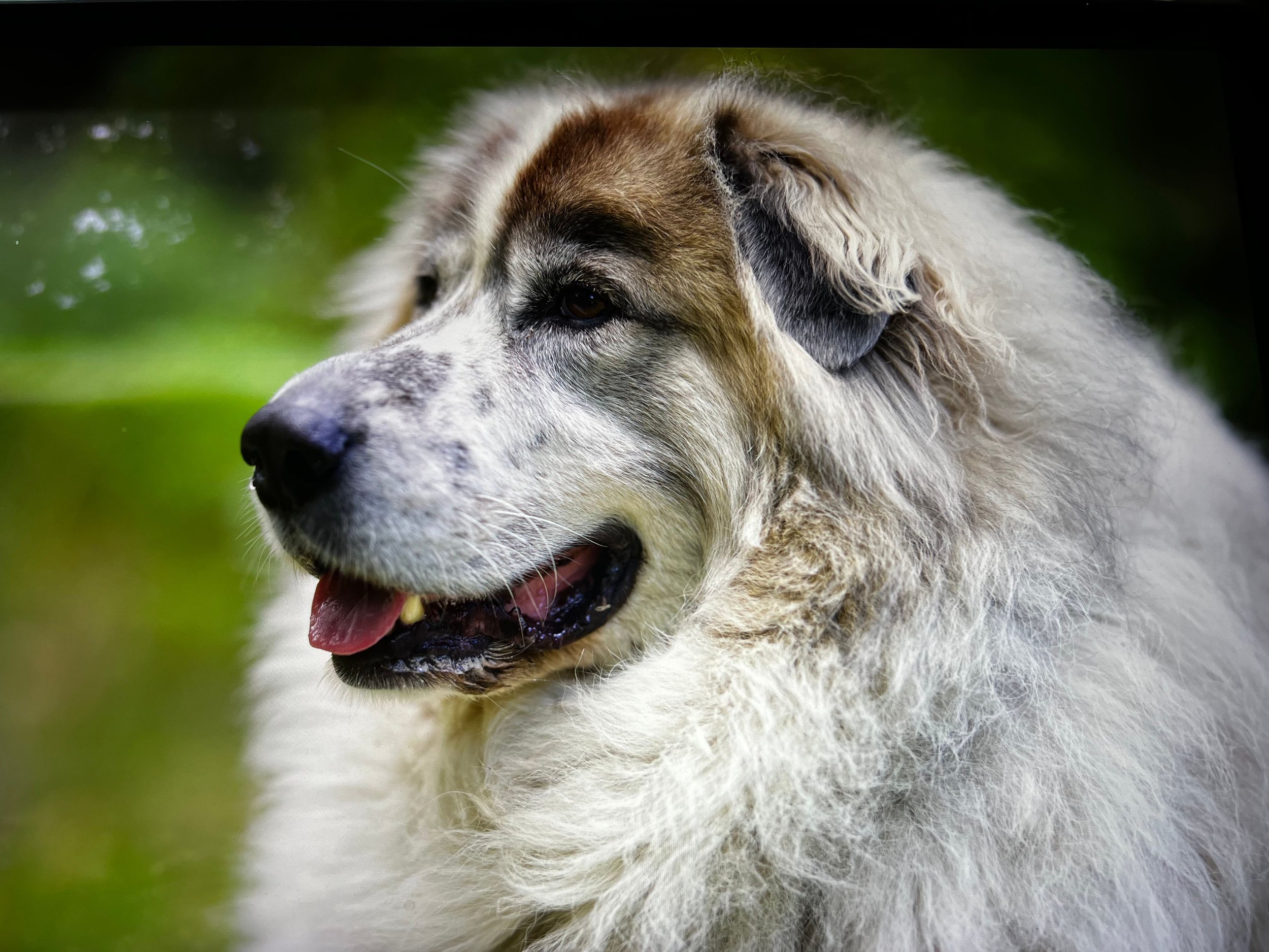 chalet-in-the-woods-isbjorn-dog-headshot.jpg