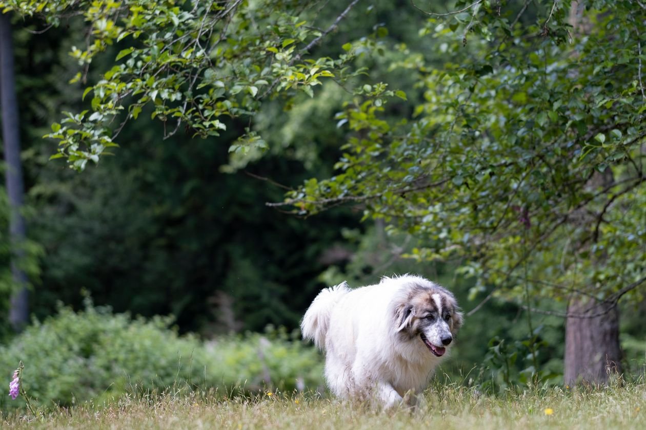 chalet-in-the-woods-isbjorn-dog-pasture.jpg