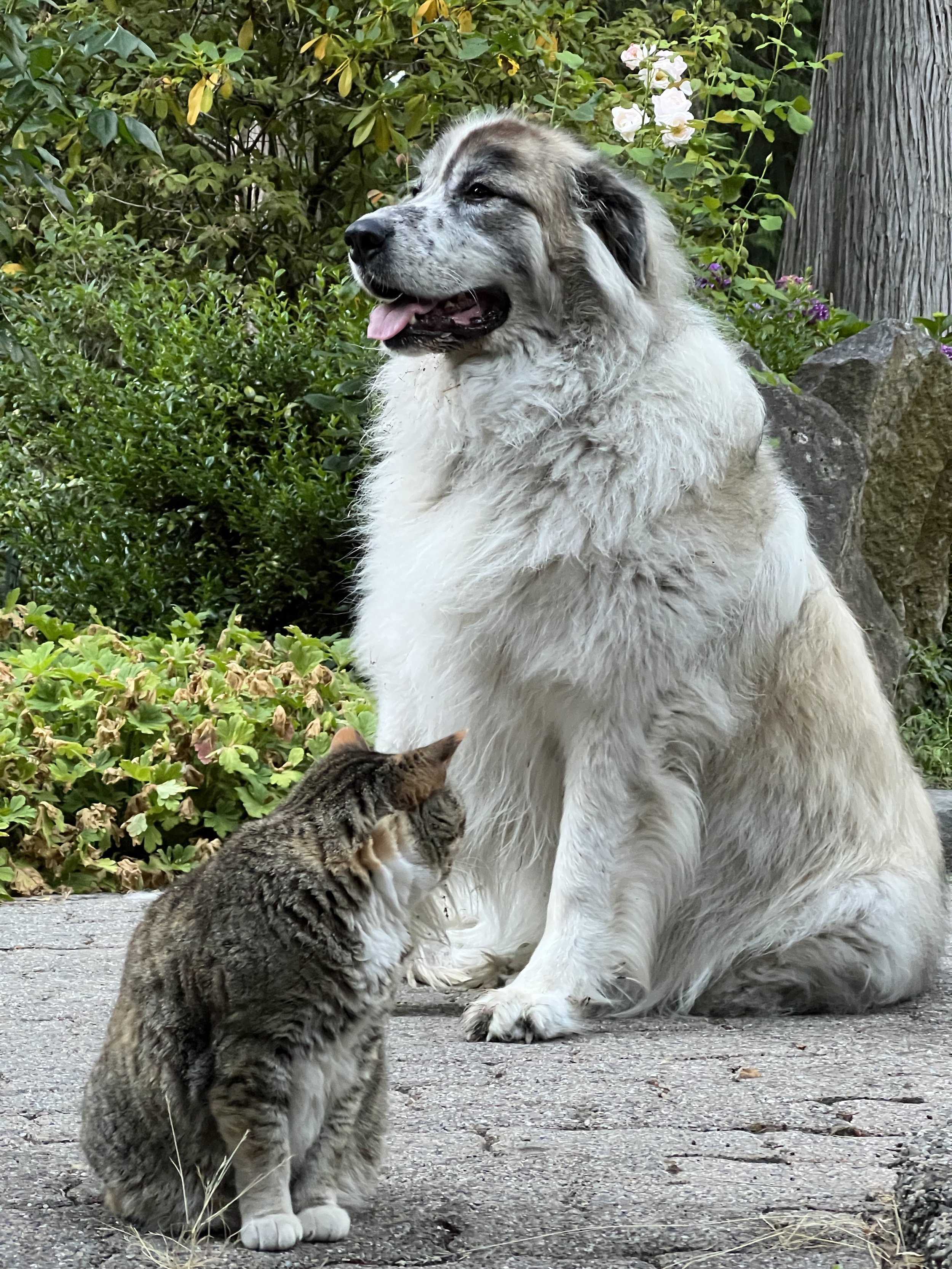 chalet-in-the-woods-isbjorn-dog-cat.jpeg