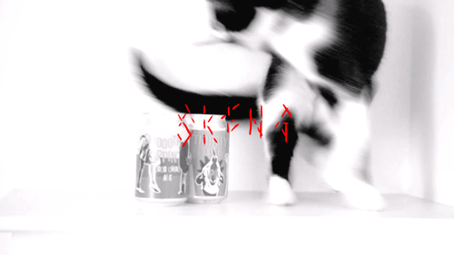 cat-gif.gif