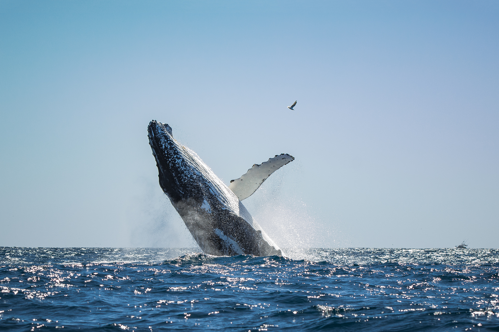 Whale-Breach.jpg