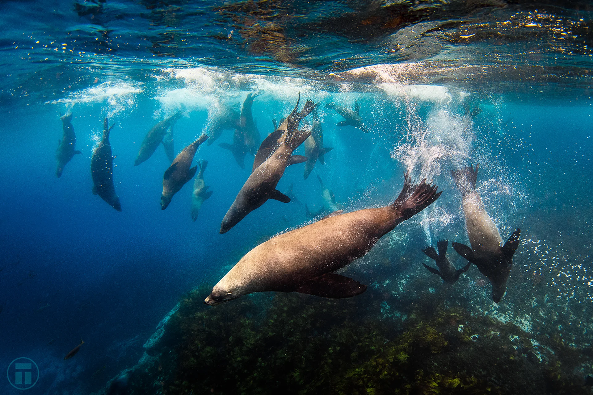 Hang out with playful seals
