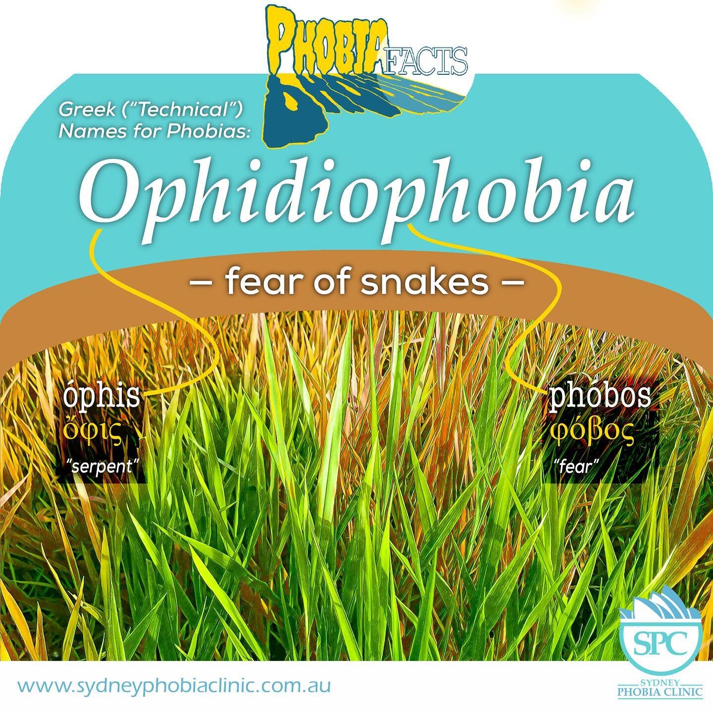 OPHIDIOPHOBIA &mdash; fear of snakes