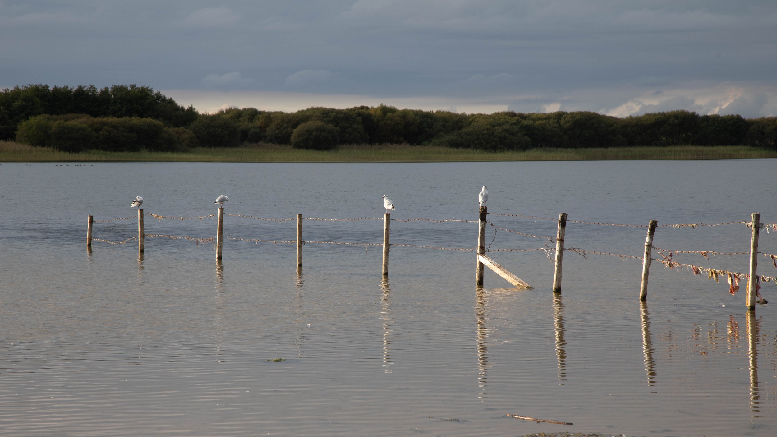 Posts