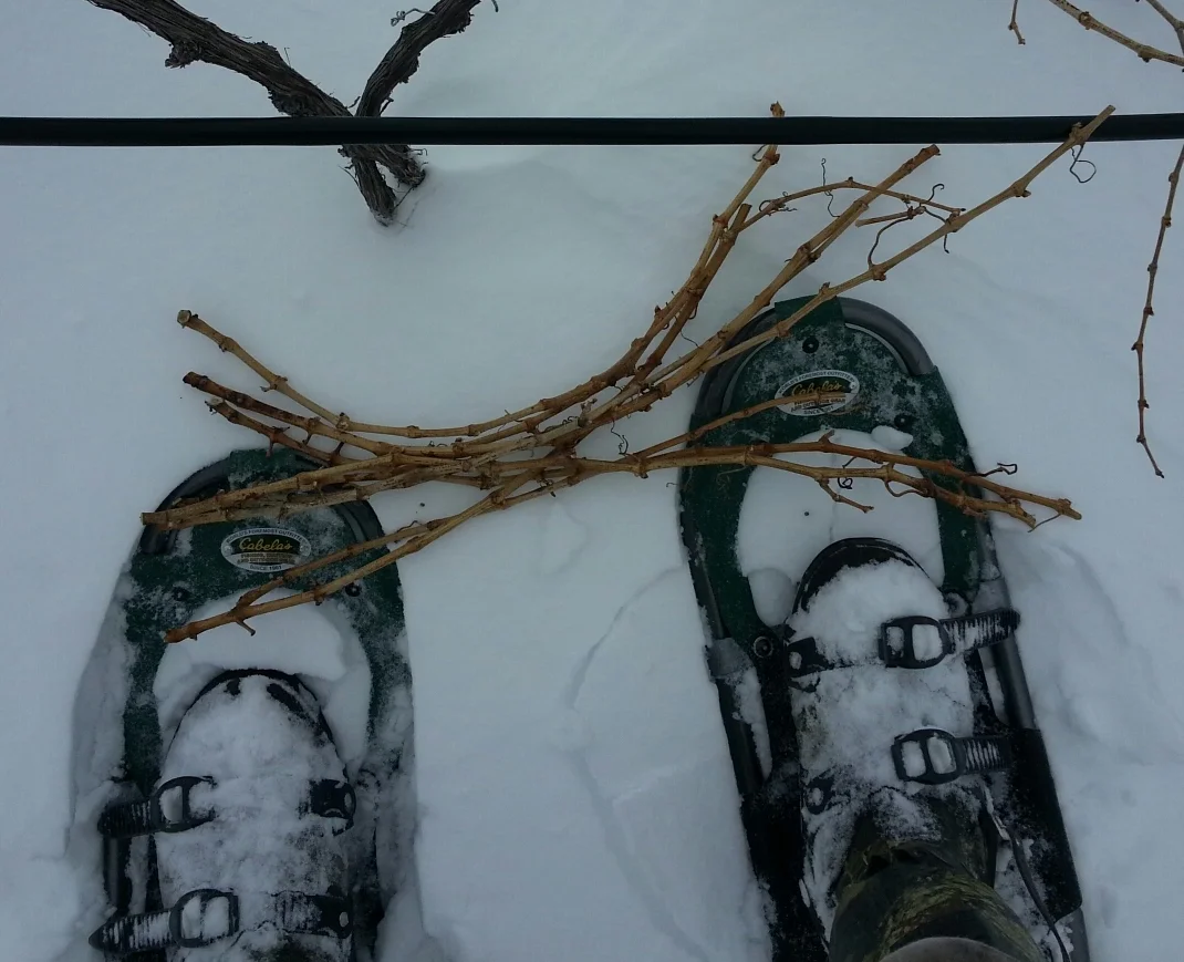 gathering-canes-for-bud-cutting.jpeg