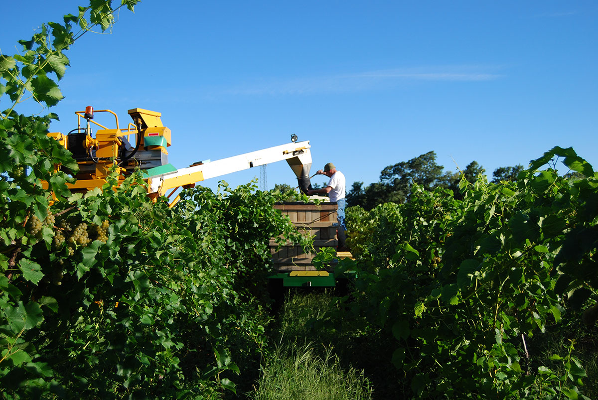 harvest.jpg