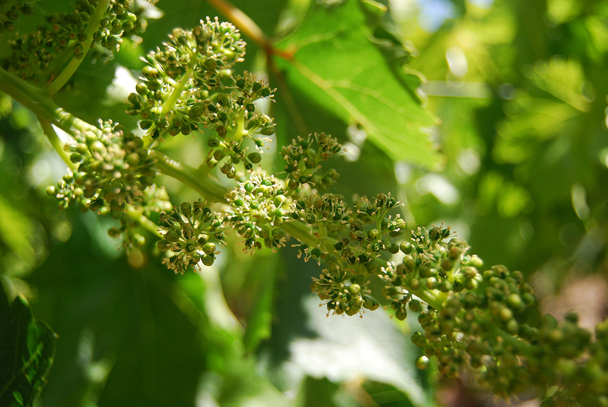 early grapes.jpg