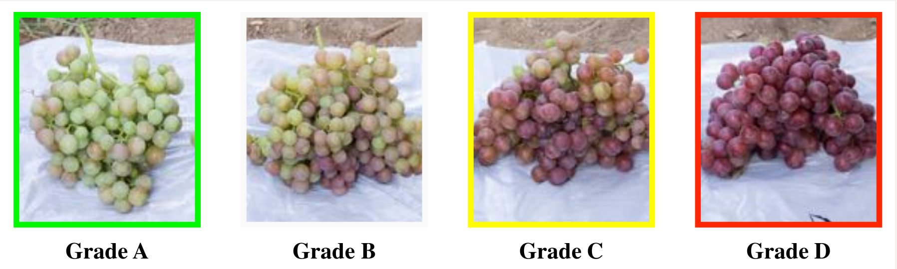 Figure 1: Grape clusters categorized into 4 grades depending on their color development.