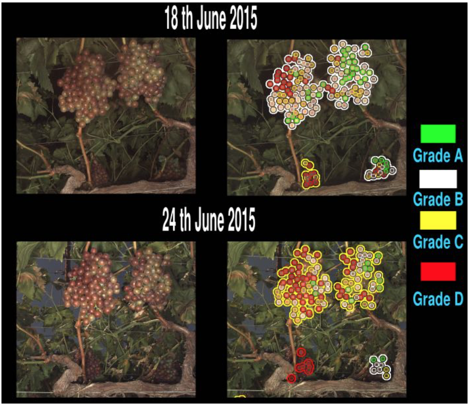 Figure 2: Automated grading of grape clusters. (Left) Raw image of grape clusters in the field. (Right) Image of detected grape clusters and their associated grade based on color development. Berries that are well-colored (Grade D) are highlighted by red, immature berries (grade A) are highlighted by green.