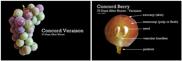 concord_veraison.png