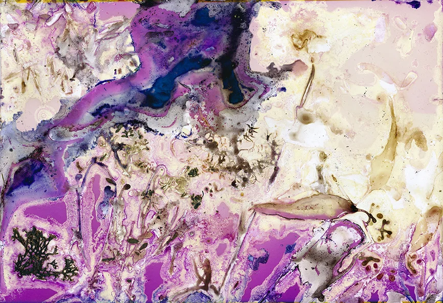 Renata Buziak | Granite Belt Wildflowers: Out of Oblivion | Opening Night 18 April @ 6pm