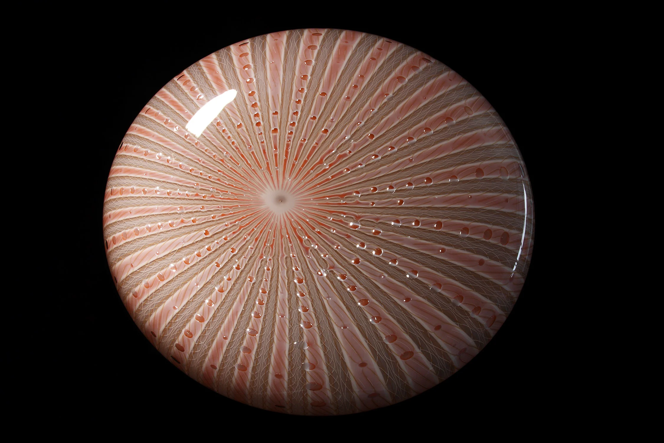 Bone_Pale Pink Sand Dollar.jpg