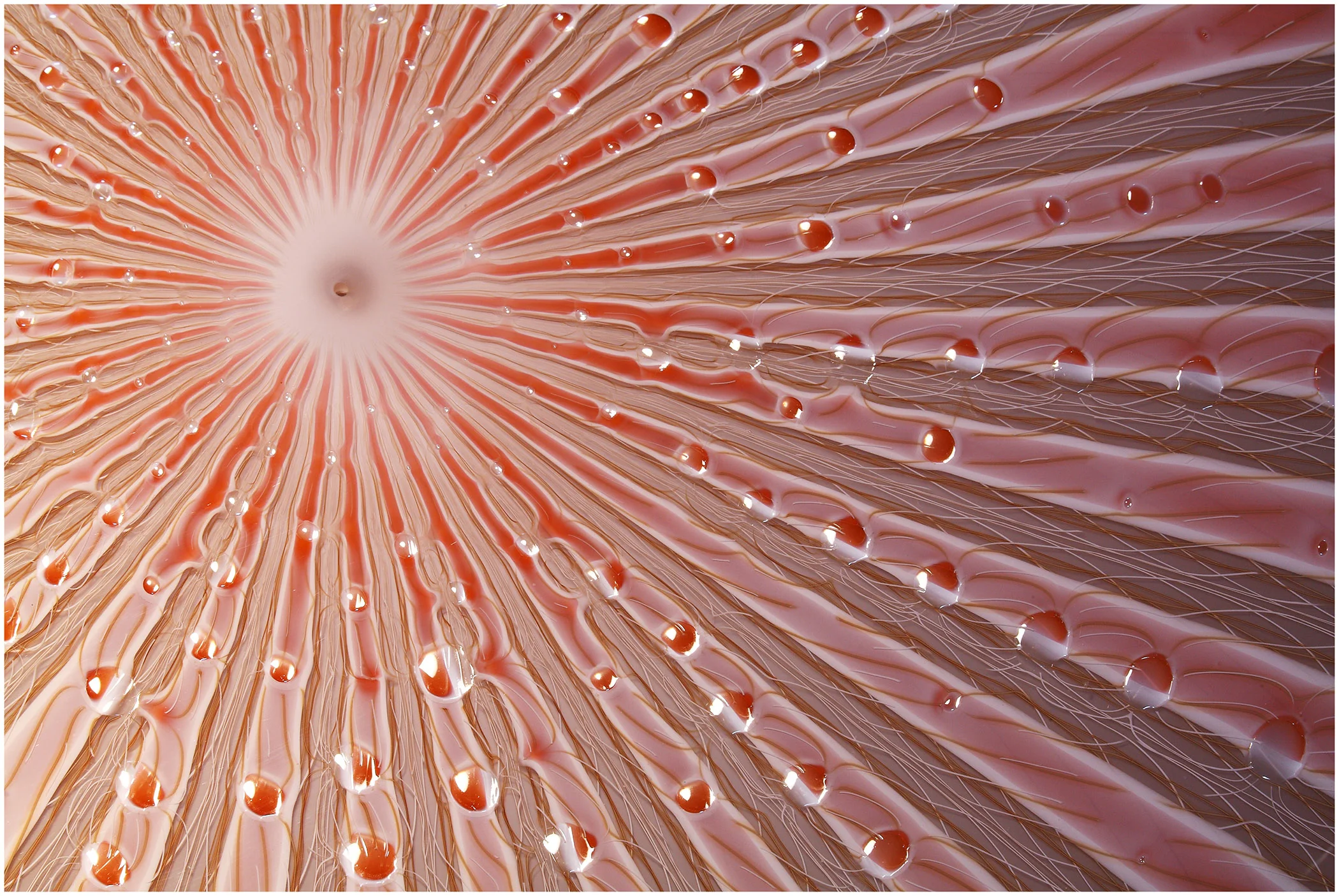 Jo Bone &amp; Aaron Micallef: Translations in Symmetry and Surface