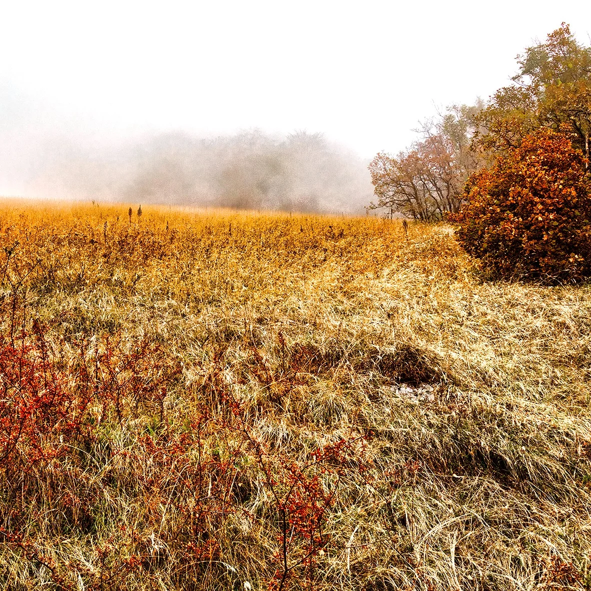 Adrian Ashman Vagrant Mists Upon a Hill, Photograph