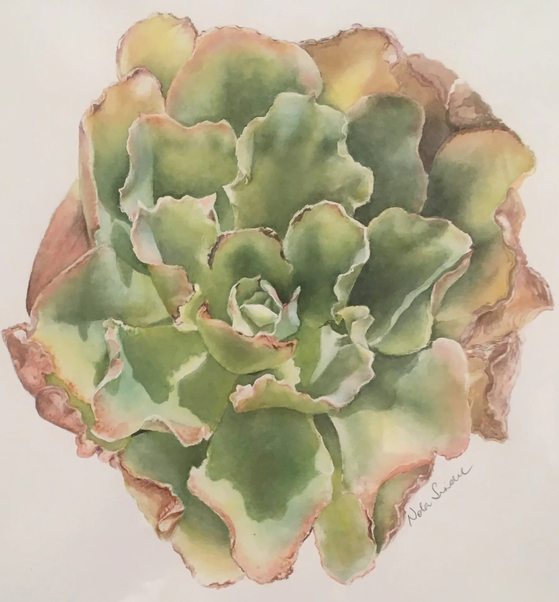 Nola Sindel Succulent, Watercolour