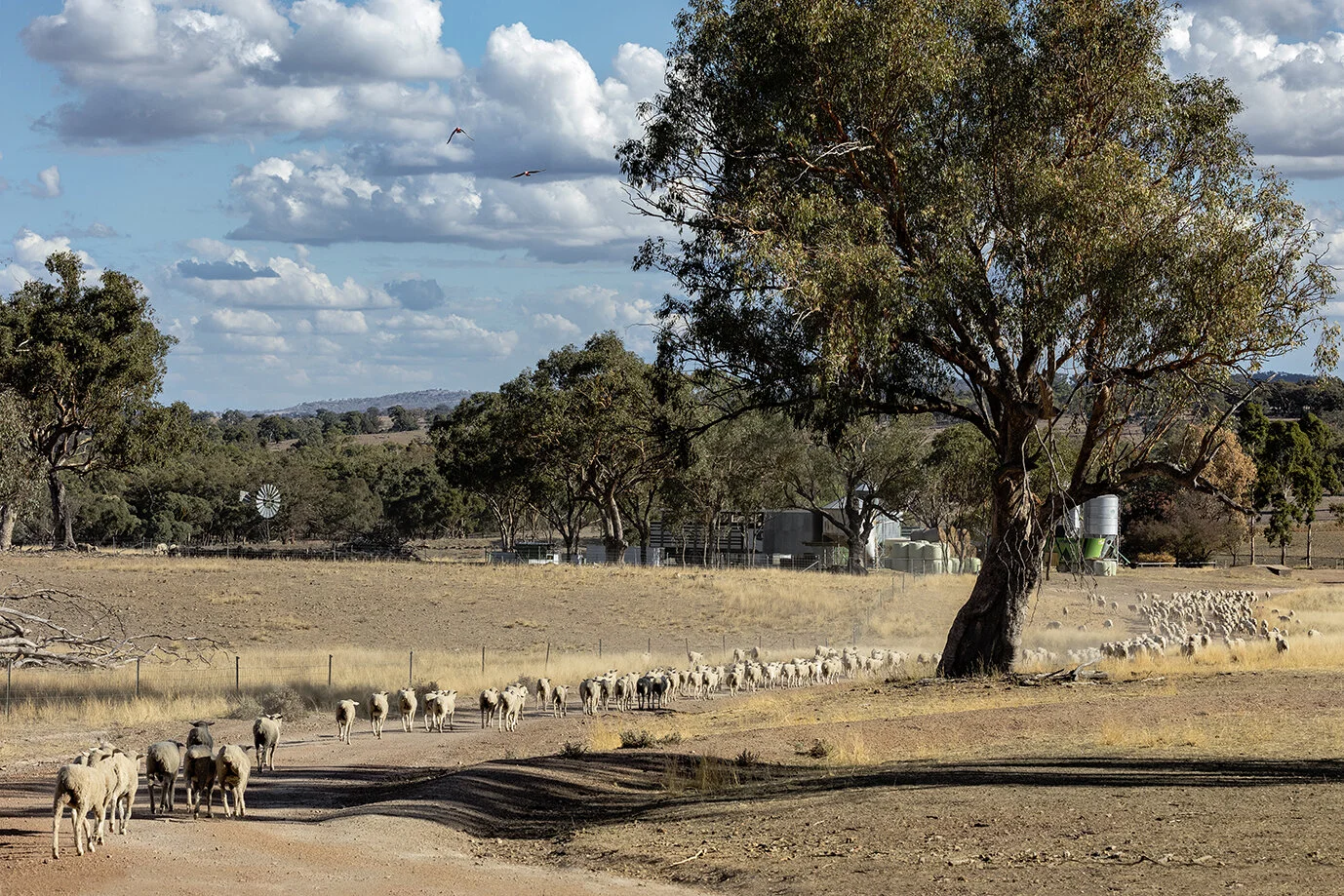 Sheep may safely graze by Adrian Ashman