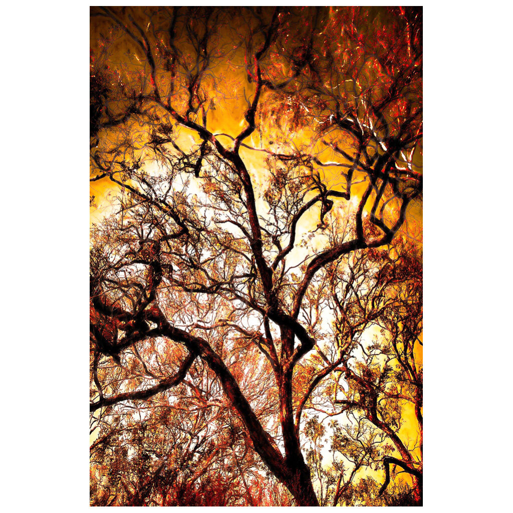 325 The Burning Tree by Helen Robinson-sq.jpg
