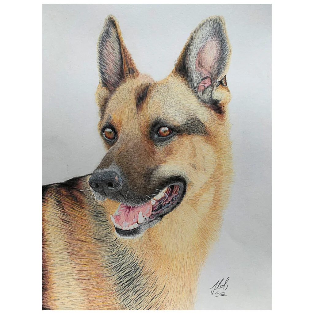587 German Shepherd by Terry Katherl-sq.jpg