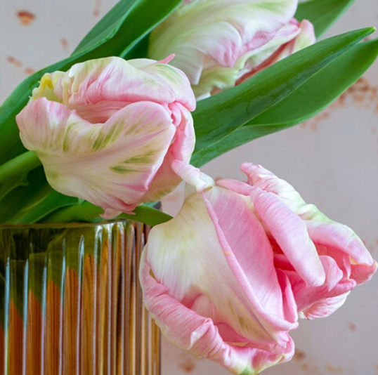 Tulip Cabanna - Parrot