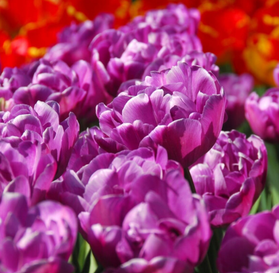 Tulip Blue Diamond - Double Late