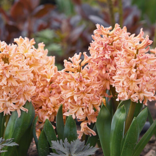 Hyacinth Gipsy Queen