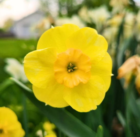 Daffodil Sun Disc - Jonquilla 1012.png