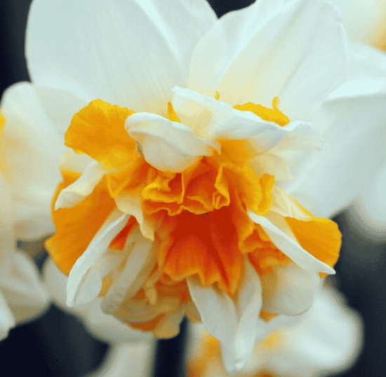 Daffodil Peach Swirl - Double 1416.png