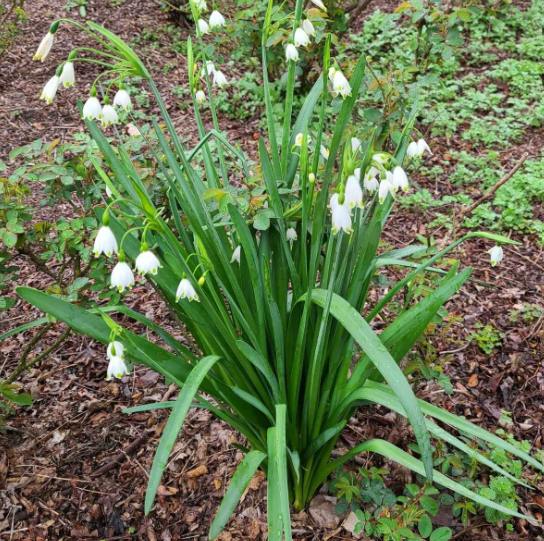 Leucojum Gravetye Giant
