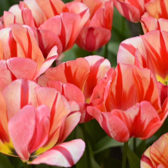 Tulip Spryng Break - Triumph Topsize