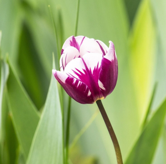 Tulip Blueberry Ripple - Triumph