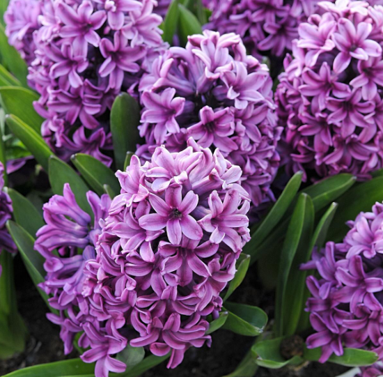 Hyacinth Miss Saigon